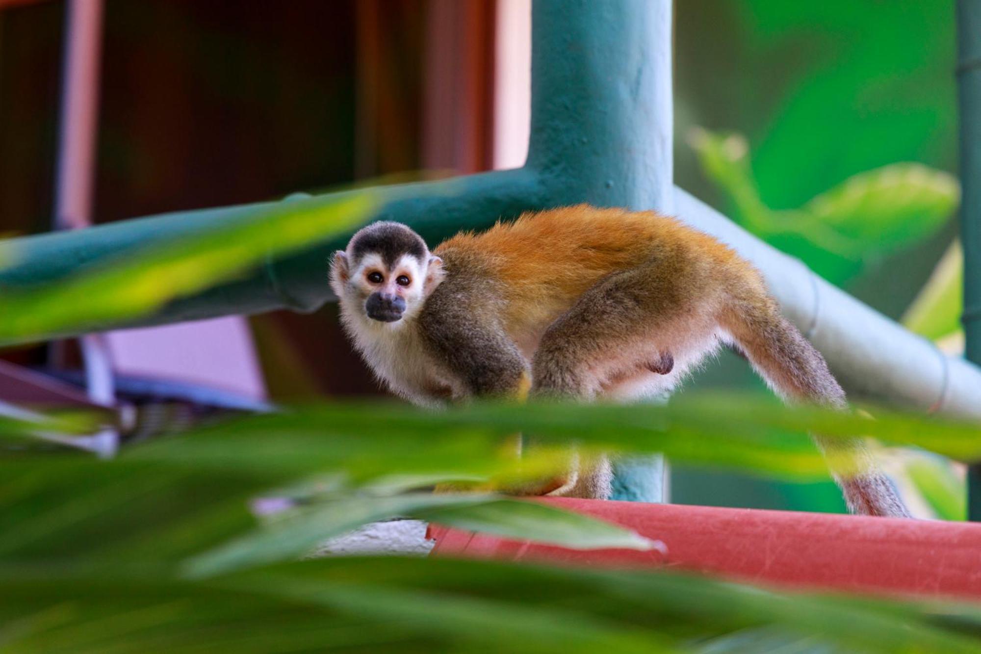 מנואל אנטוניו Si Como No Resort & Wildlife Refuge מראה חיצוני תמונה
